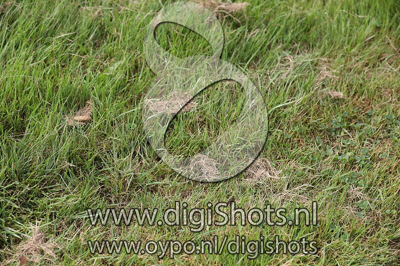 Ring 6 Klasse Z2 paarden