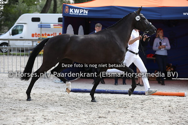 34 Lopez (Desperado x Skerginia v. Cabochon)