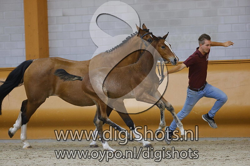 Villeneuve Z v. Verdi