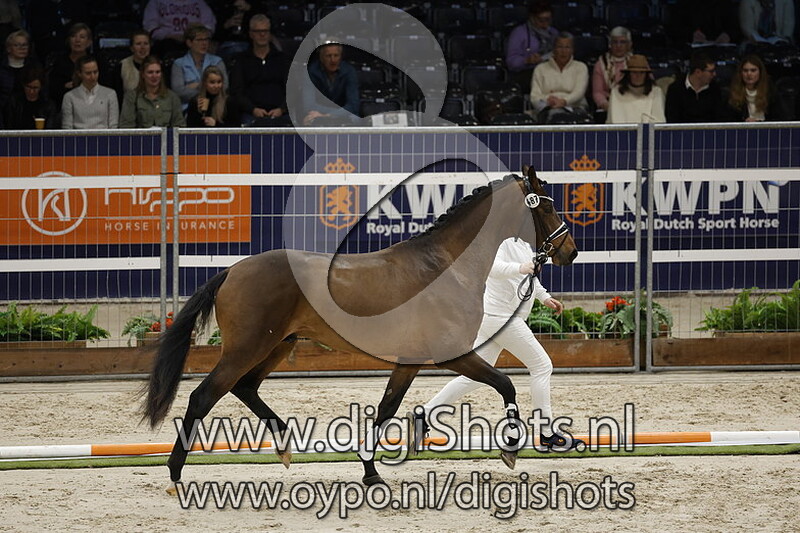 Racoon v. Morricone - 487