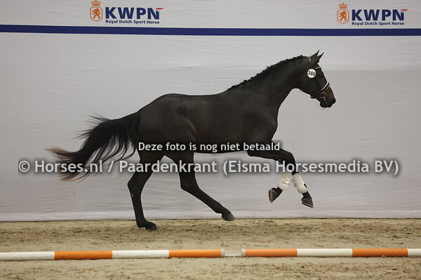 346 (Expectation PS x Franklin)