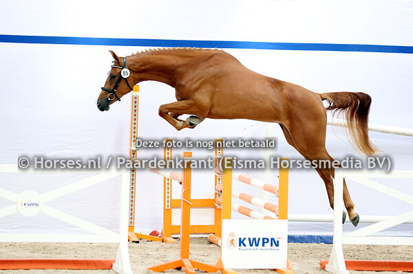 85 Seline (Mees vd Watermolen x Eline v. Arezzo)