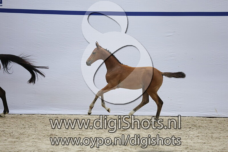 Vowyrusa H v. Etoulon VDL