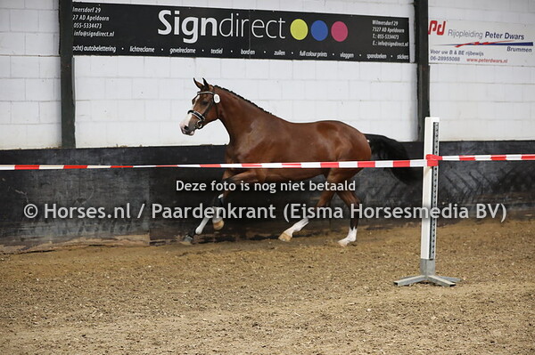 89 Nina (Four Legends KS x Dadolein v. Dutch Dormello)