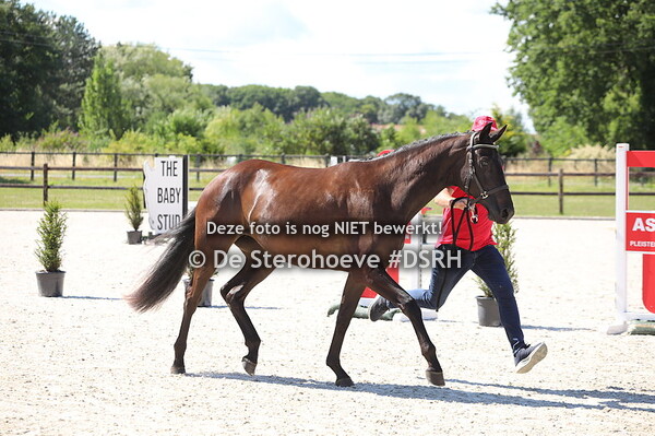 3. Vrouwelijke tweejarigen dressuur