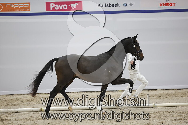 Precious Diamond van de Paulinehoeve v. For Romance - 352