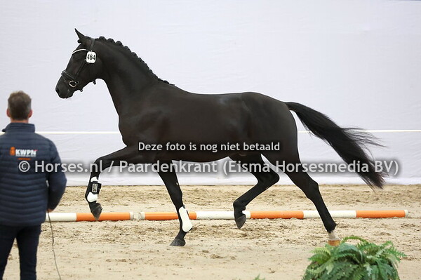 464 (Neil x Desperados) (1)