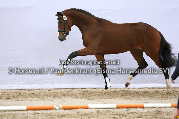 518 (Topgun x Prestige VDL)