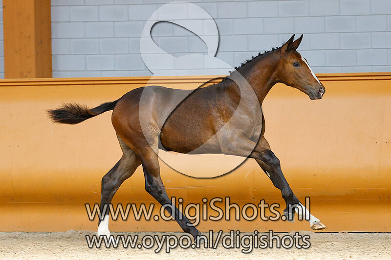 Eclipe ZG v. Escape Z