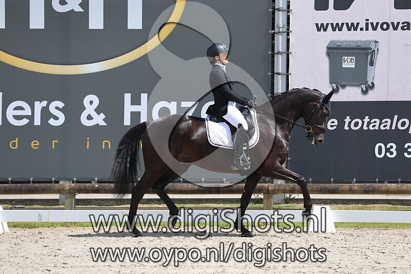 Unlimited Coolhorses