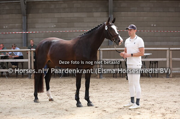 14 Robiminka (Defender VDS x Reiminka v. Indorado)