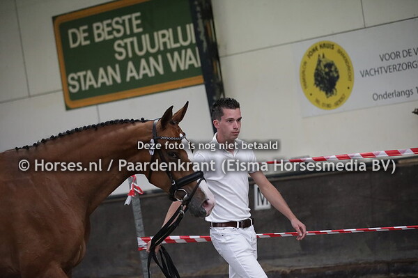 50  Miracle (Andiamo x Imke S v. Q Breiting))