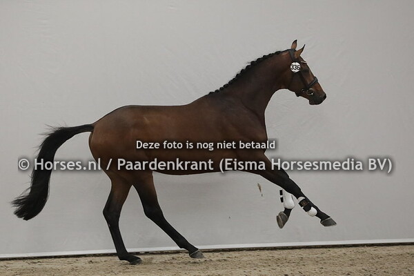 336 Norado O  (Desperado x Briolieta O v. Johnson)