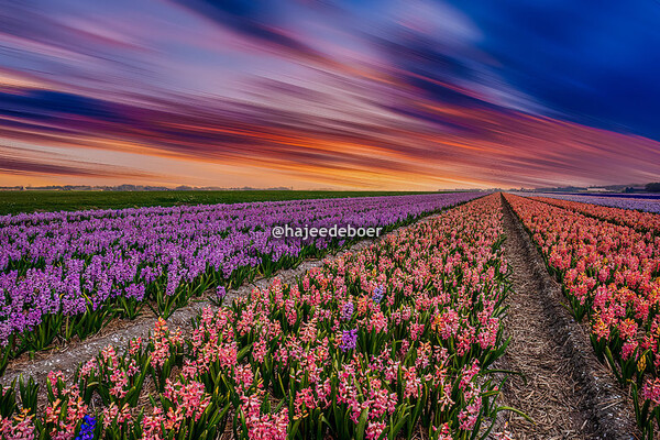 Bloemen, planten en bomen