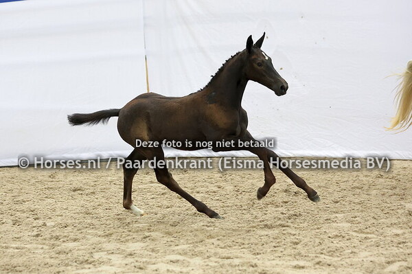 49 Vipyrusa H (Zinelord x Nipyrusa v. Insider)