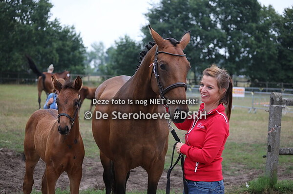 Springveulens (Mannelijk)