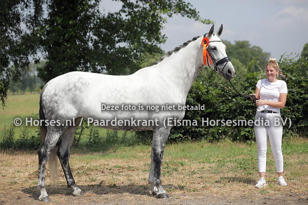 18 Janita-Rose (Fairytale x Ulanka v. democraat)