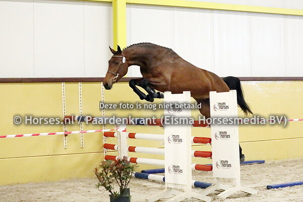 03-05-2024 Stamboekkeuring De Steeg