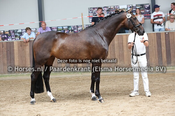 61 Kimani (Zardando x V.Hogewerf's Vuilana v. Negro)
