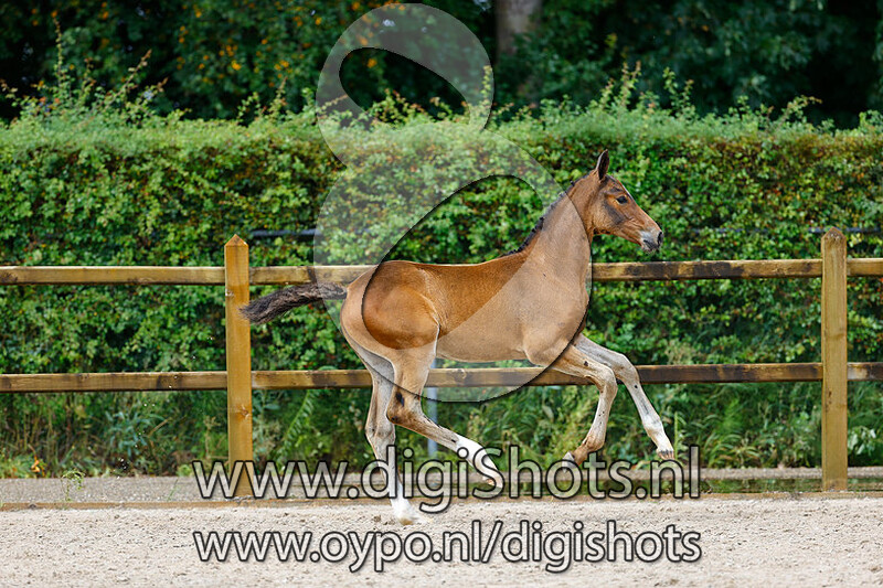 La Donna D van Kattenheye Z v. Le Blue Diamond v't Ruytershof