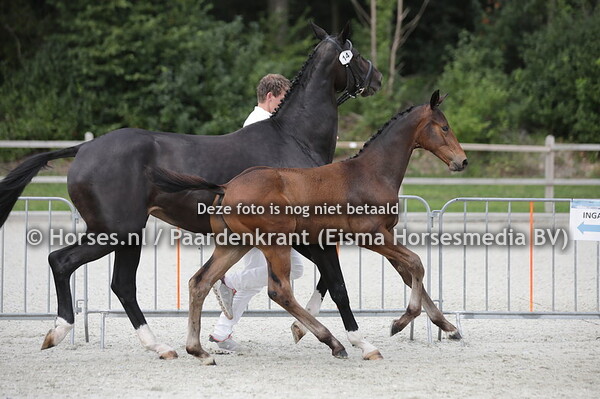 14  San Francisco KS (Las Vegas x Faronette v.Gribaldi)