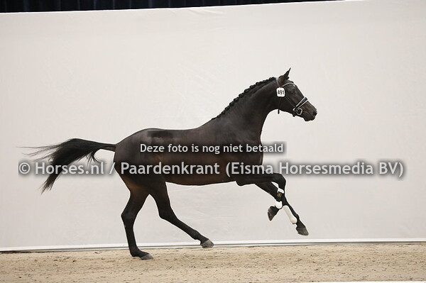 491 Indian Rock x Havidoff