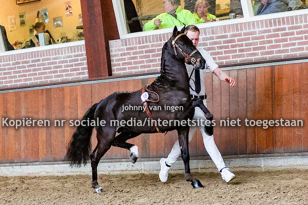 NHS Hengstenkeuring 2025