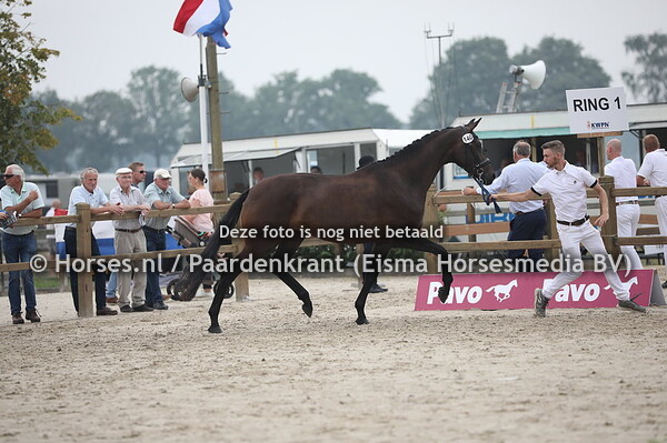 140 Luna-V (Galaxie x Anne v. Tuschinski)