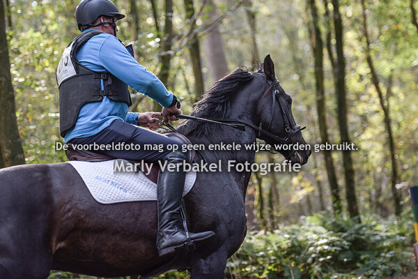 B paarden zonder dressuur