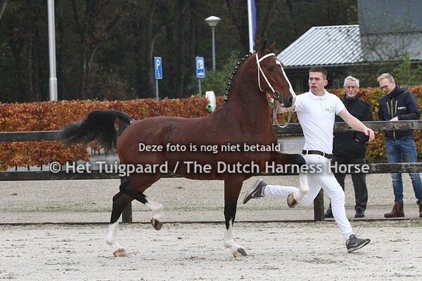 Norking Apple (Icellie x Eebert)