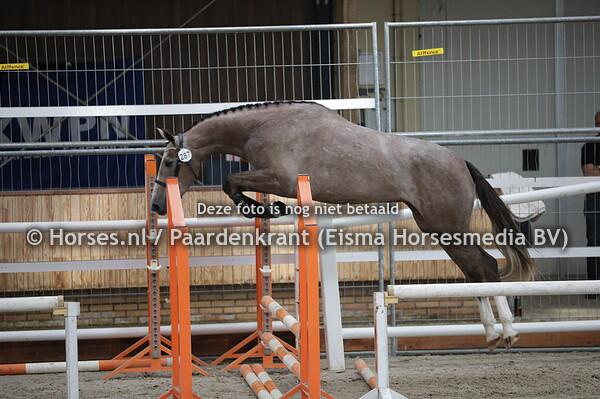287 (Miss Montreall VDP (Diamant de semilly x I.Amelusina v. Zirocco Blue)