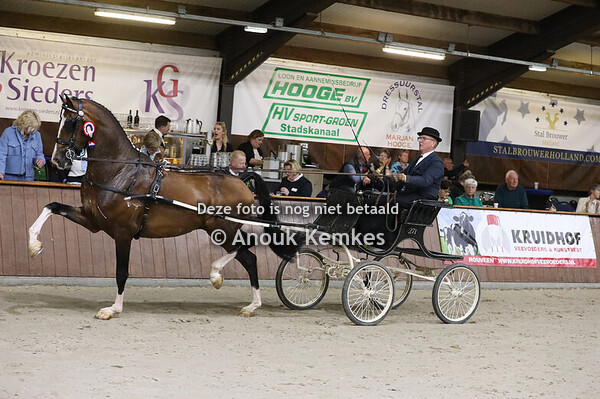 TP Nieuwelingen hengsten/ruinen groep 2