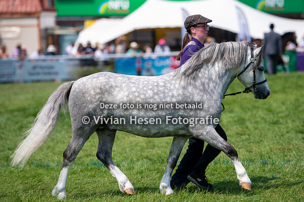 Section A Junior Stallions