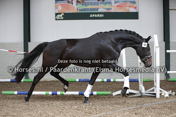 18 Odessa (FRanziskus x Hesta-Nomia v. Charmeur)