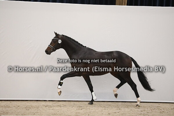 572 Vitalis x Bretton Woods