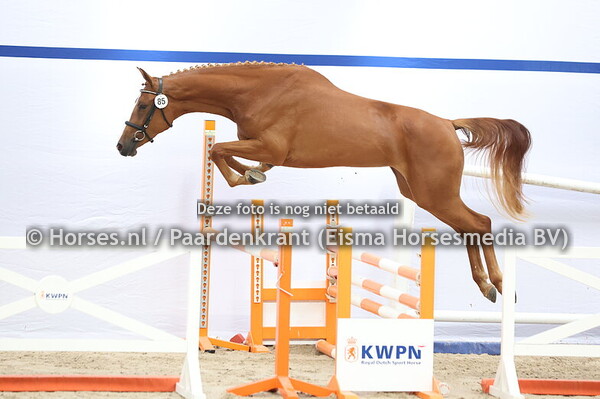 85 Seline (Mees vd Watermolen x Eline v. Arezzo)