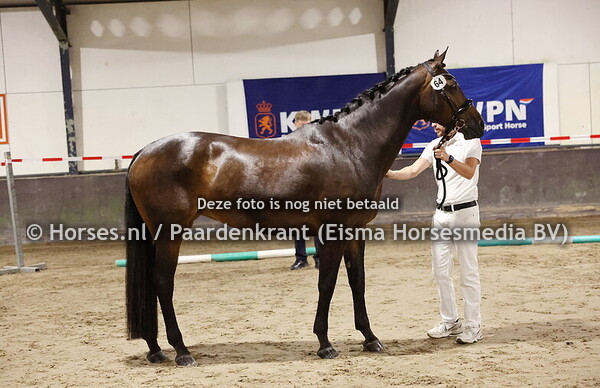 64 Indian Apple (Valdez x Zonneappe v. Scandic) (1)