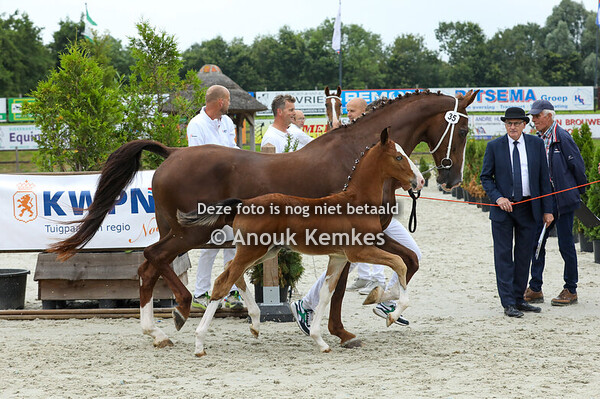 35 - Valentino ( Olympus HS x Saffraan )