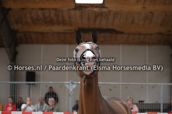 9 Mewitta (Gerardus x Ewitta v. Lexicon