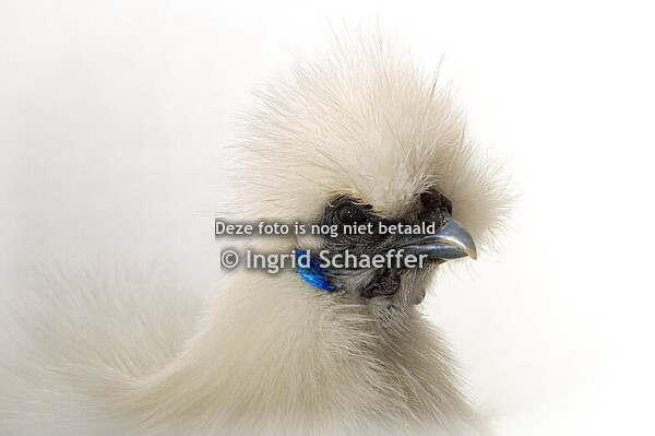 2024 Zijdehoenders ongebaard kriel