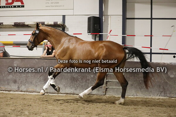 73 Ollolai DFV (Foundation) x Elexia VDZ v. Ampere)