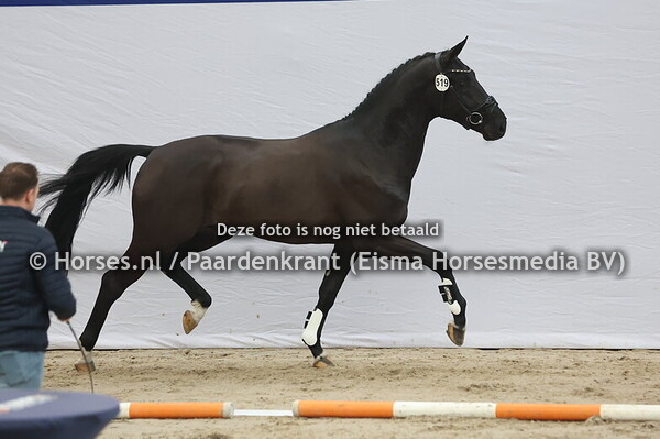 519 (Total Hope x Desperados)