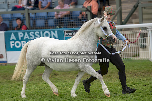 Junior Broodmares section A