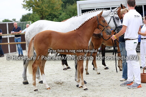 116 Viva la Baltic M&M (Baltic x Juni R&D v. Zirocco Blue (1)