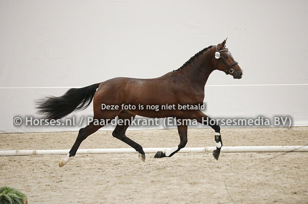 498 Oristano LH (Just Wimphof x Karaktair v. Geniaal)