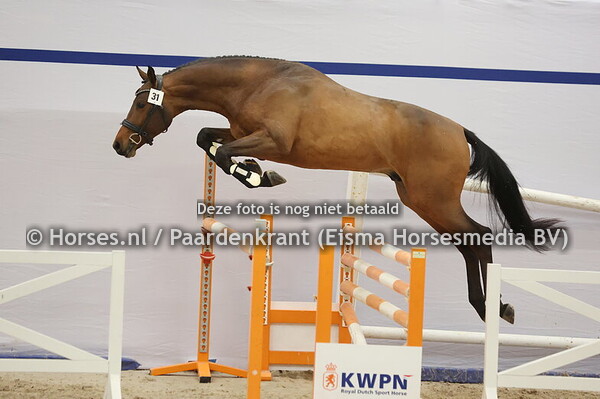 31 (Chaccoon Blue x Verdi)