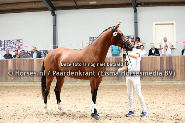 26 St Tropez (Vitalis x Havanna v. Sir Donnerhall)