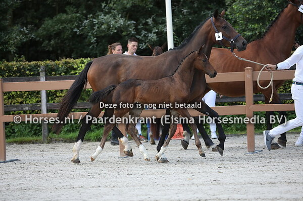 5 O (Iniesta TN x Lalanta v. Grandorado TN)