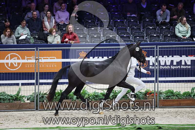 Solo TCS v. Glock's Toto Jr