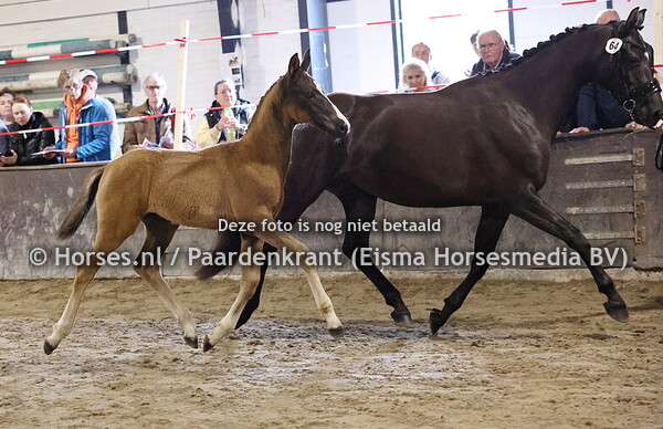 64 U'mi van de Wouterstee (Extreme US x Owidallisto )